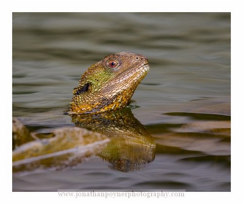 swimming